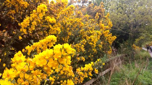 Close-up of yellow flowers blooming on field