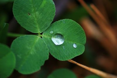 Close-up of water drops on green leaf