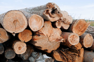 Close-up of stack of logs in forest