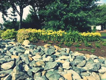 View of pebbles and trees against sky