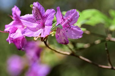 Close-up of pink cherry blossom