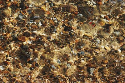 High angle view of insect on sea shore