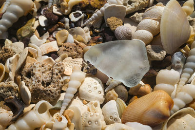 Sea glass, turritella cingulifera shells and seashells on beach