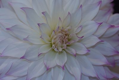 Full frame shot of pink flower