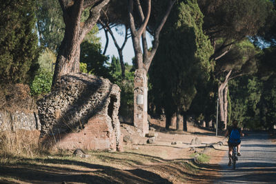 Man riding bicycle on tree