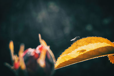 Close-up of orange leaves on plant during autumn