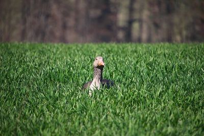 Full length of a horse on field