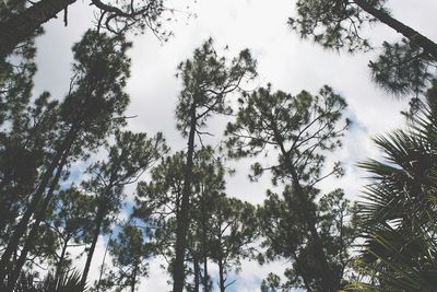 Low angle view of trees against sky