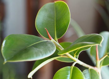 Close-up of green plant