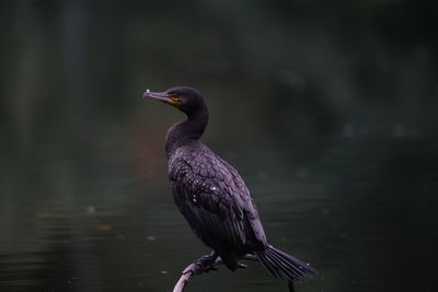 Close-up of bird perching on a lake