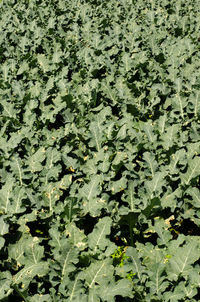 Full frame shot of plants growing on field