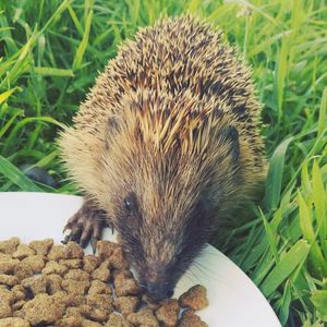 Close-up of iguana on grass