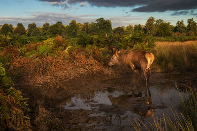 View of sheep drinking water