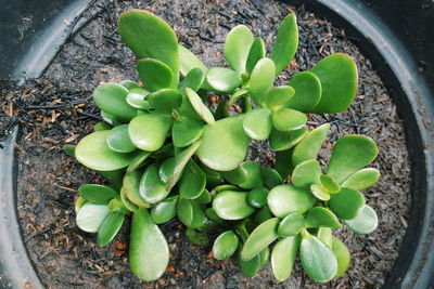 Plants growing in water