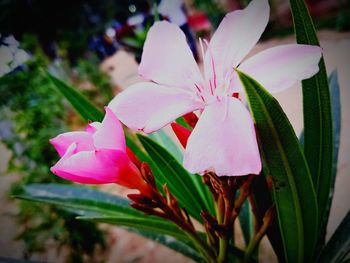 Close-up of pink flowering plant