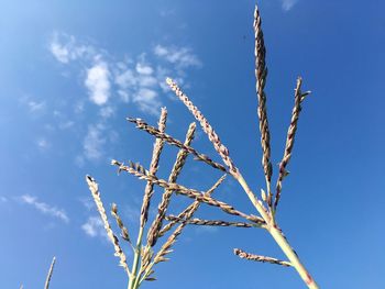 Low angle view of plants against blue sky