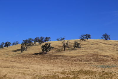 Trees on countryside landscape against clear blue sky