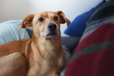 Close-up portrait of dog relaxing on bed at home