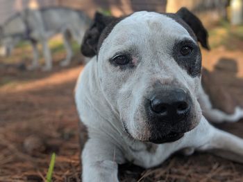 Close-up portrait of dog on field