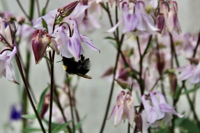 Close-up of bee pollinating on pink flower