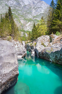 Scenic view of swimming pool by trees