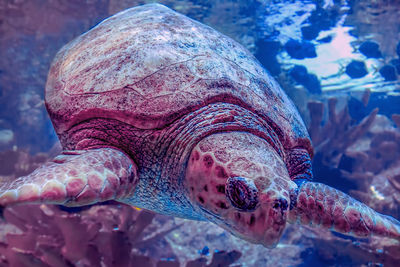 Turtle swimming in sea