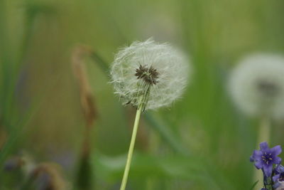 Close-up of dandelion