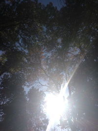 Low angle view of trees in forest