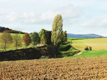 Scenic view of agricultural field against sky