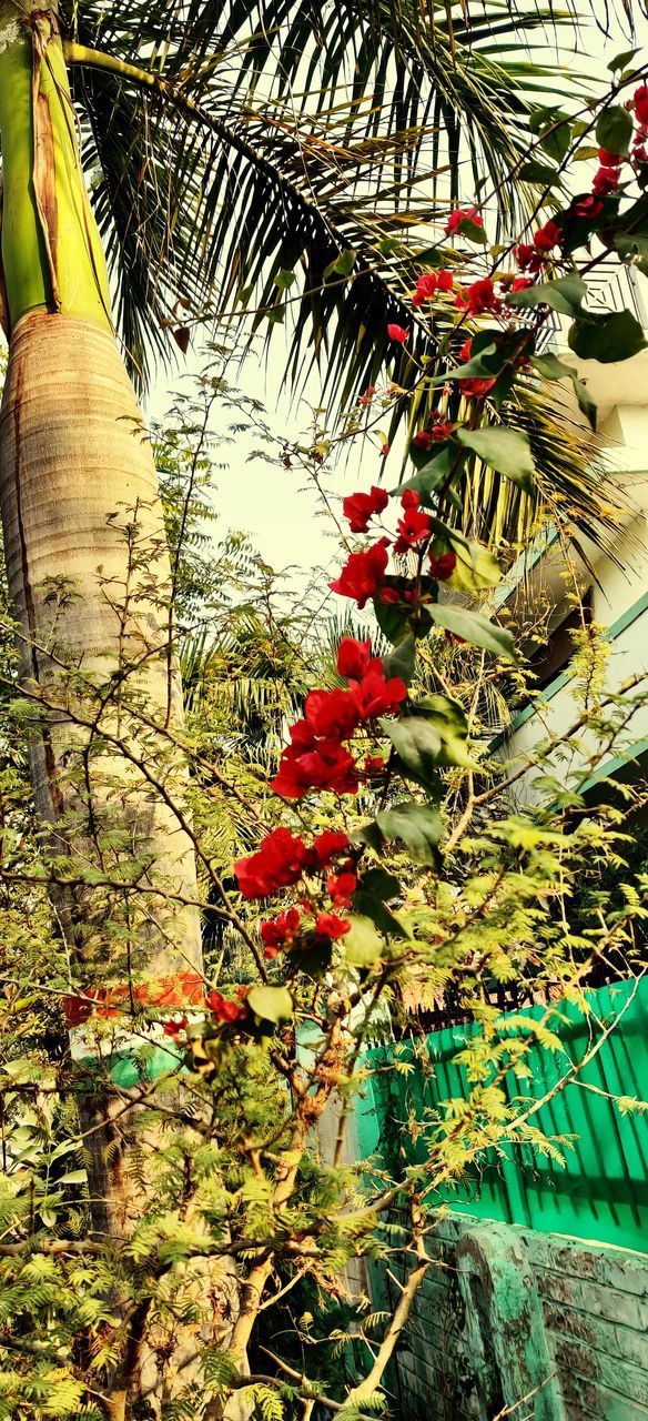 LOW ANGLE VIEW OF FLOWERING PLANTS HANGING FROM TREE