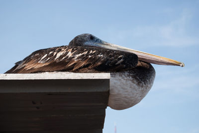 Close-up of bird perching against sky