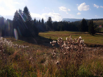 View of sheep on field against sky