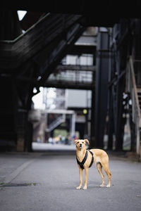 Portrait of dog standing on railroad station