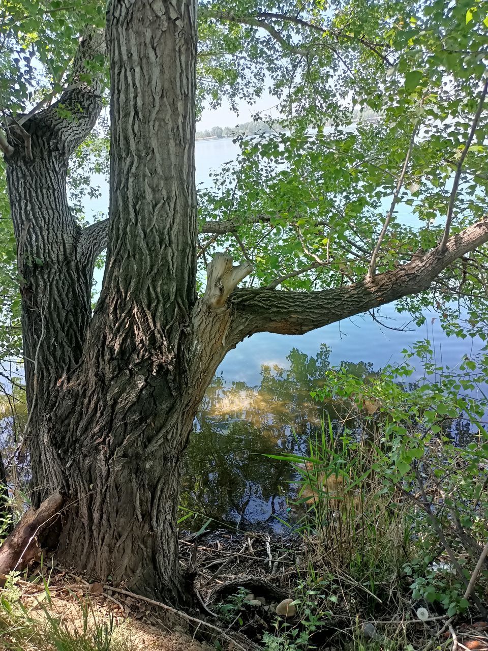 plant, tree, tree trunk, trunk, nature, growth, woodland, land, tranquility, beauty in nature, no people, forest, day, flower, outdoors, sky, environment, branch, green, leaf, scenics - nature, landscape, non-urban scene, tranquil scene, low angle view, plant part