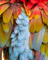 Close-up of a macaw.