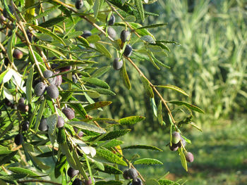 Close-up of fruit growing on tree