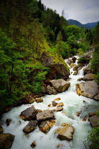 Scenic view of waterfall in forest
