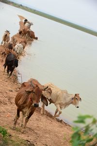 High angle view of horses on land