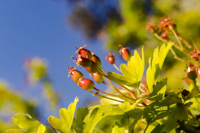 Close-up of red berries on plant