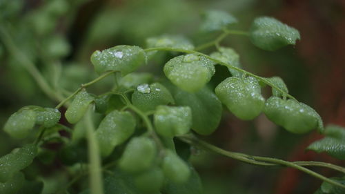 Close-up of wet leaves on plant during rainy season