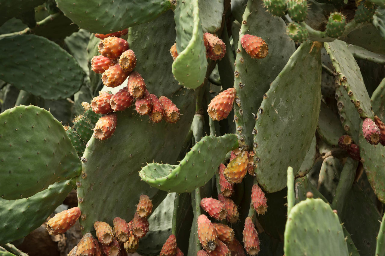 Background, bloom, blossom, blue, botanical, botany, cactaceae, cacti, cactus, colorful, desert, detail, edible, exotic, farm, field, flora, flowers, food, fresh, fruit, garden, green, health, healthy, hot, juicy, natural, nature, needle, nopales, nutriti