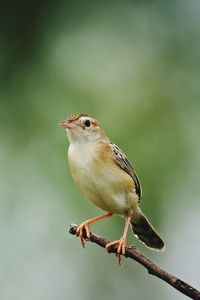 Close-up of bird perching on twig