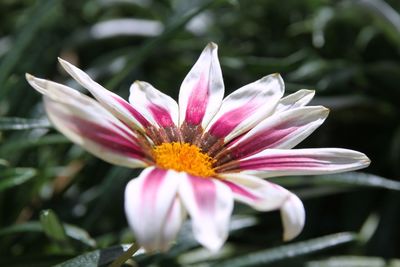 Close-up of pink flower