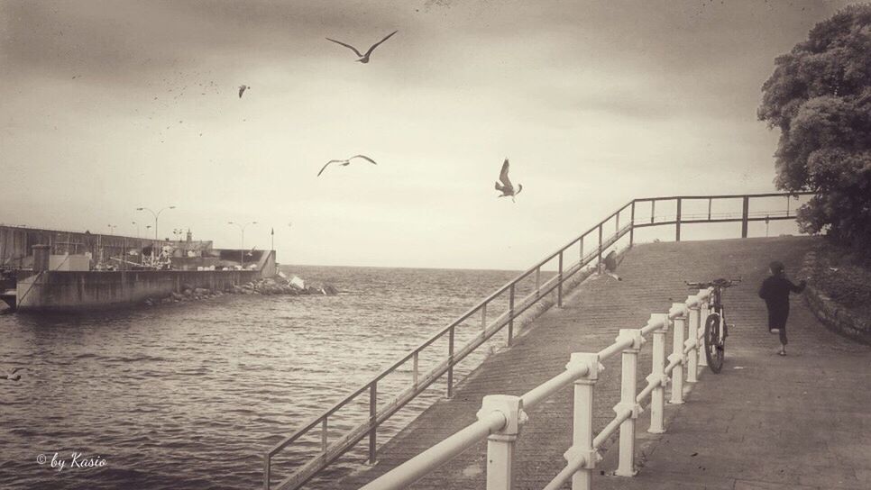 bird, animal themes, flying, water, sea, animals in the wild, railing, wildlife, sky, built structure, pier, seagull, one animal, architecture, horizon over water, nature, day, mid-air, outdoors, spread wings