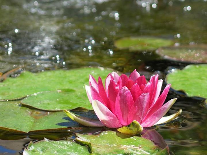 flower, petal, water lily, pond, freshness, water, fragility, pink color, lotus water lily, flower head, beauty in nature, growth, leaf, floating on water, lake, nature, single flower, plant, blooming, close-up