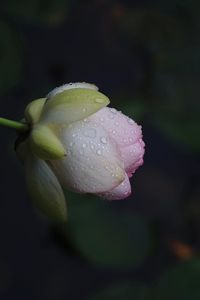 Close-up of water drops on rose flower