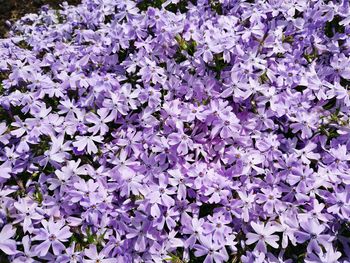 Full frame shot of purple flowers