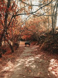 View of cat on street amidst trees during autumn