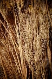 Close-up of wheat growing on field