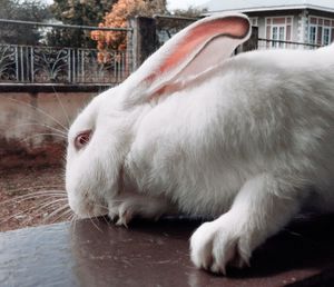 Close-up of a white rabbit